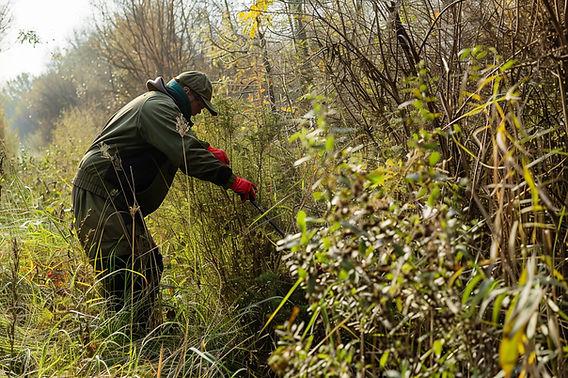 Invasive Growth Removal